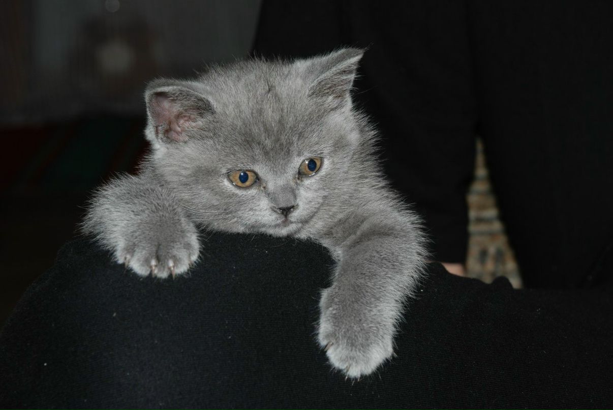 Віка Молеща | Киев