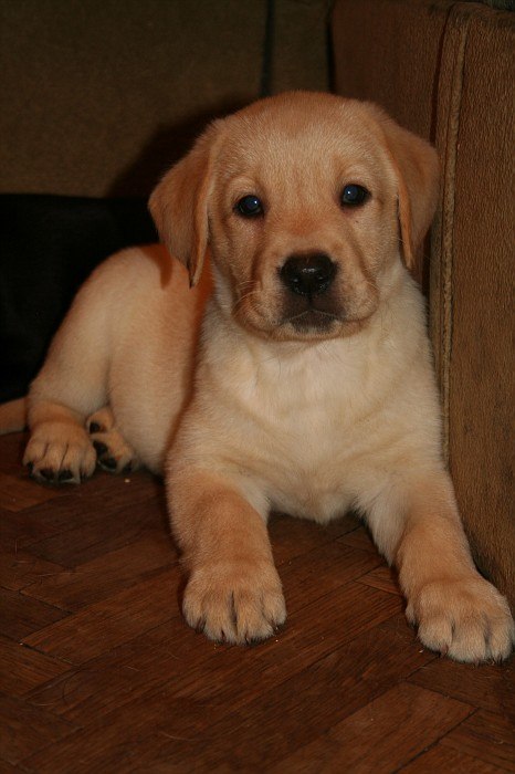 Анастасия Меркулова | Елец