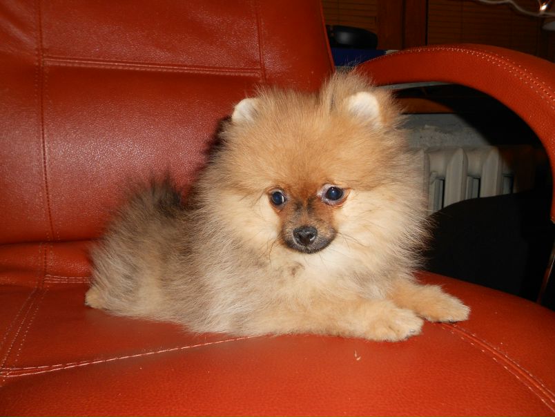 №166, Ольга Якубецкая, Загорянский №166, Ольга Якубецкая, Загорянский