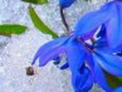 Ирина Дамм Snejnaia | Новосибирск