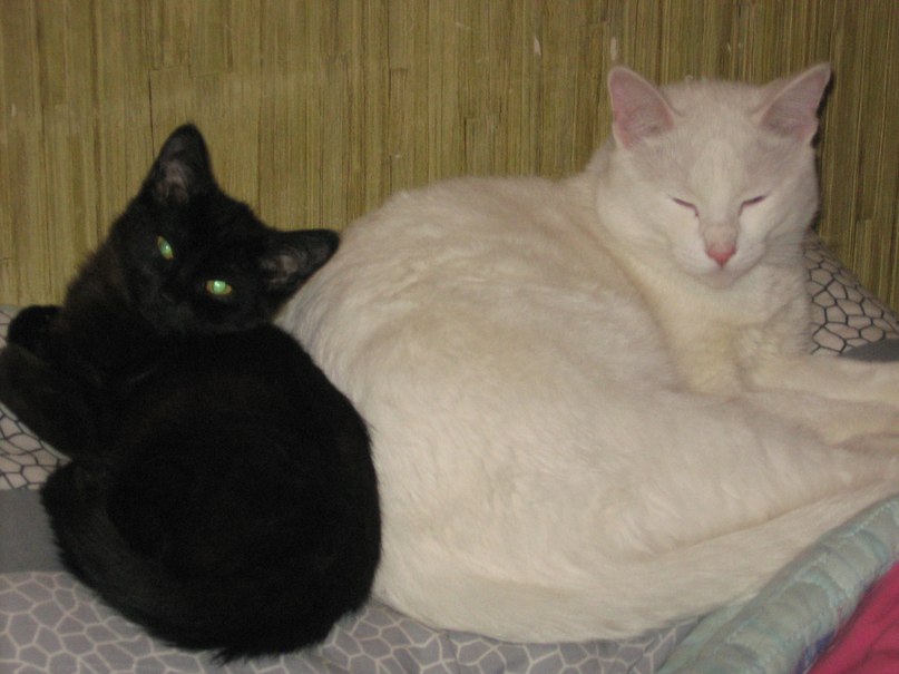 Цветочка Осипенко SEMIZVETIK | Алматы