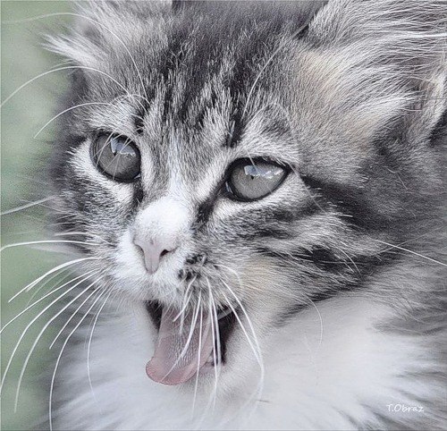 Татьяна Царёва | Москва