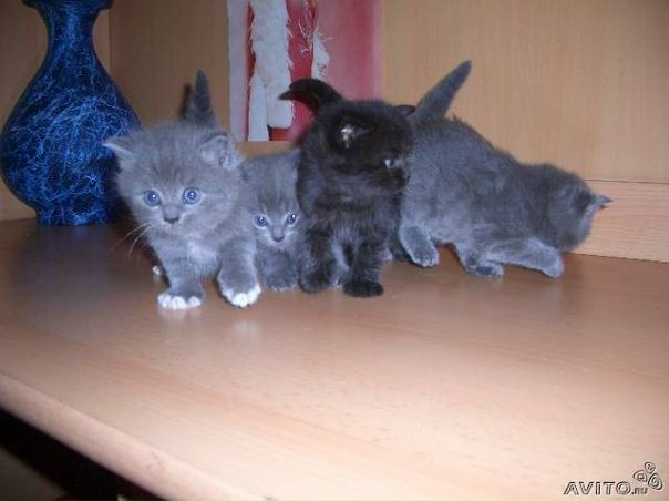 №152, Галя Шнайдрук, Санкт-Петербург №152, Галя Шнайдрук, Санкт-Петербург