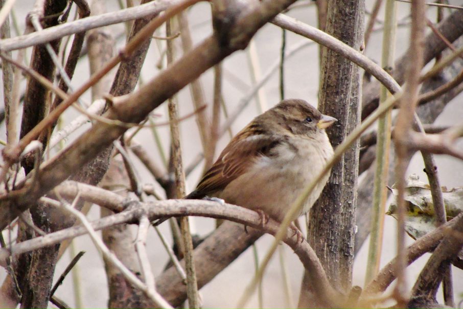 №139, Владимир Тоник, Киев №139, Владимир Тоник, Киев