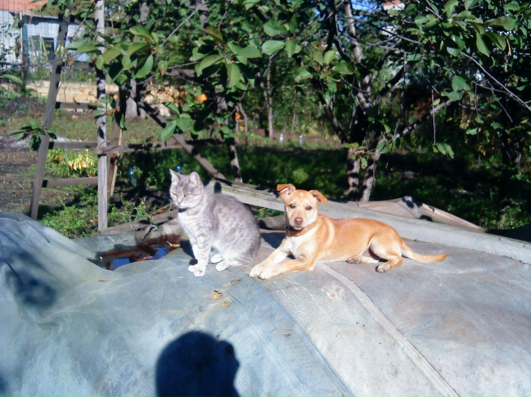 Манька Скрипка | Санкт-Петербург