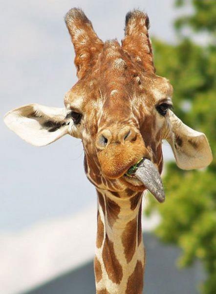 Алия Барканова | Кемерово