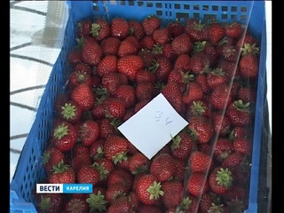 Жители Карелии попробуют новые сорта клубники