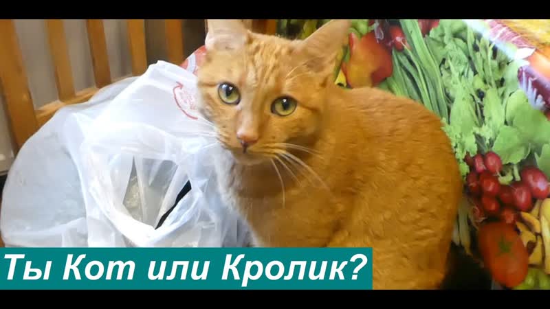 Рыжий КОТ Феликс не стесняясь распаковывает и