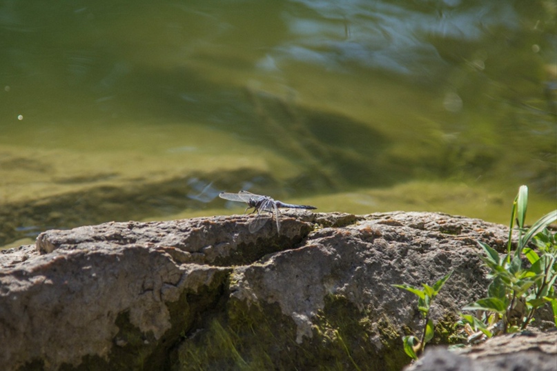 Марина Андреева | Новосибирск