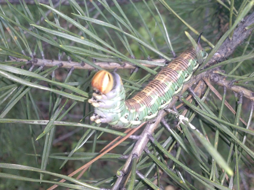Николай Василевский | Миасс