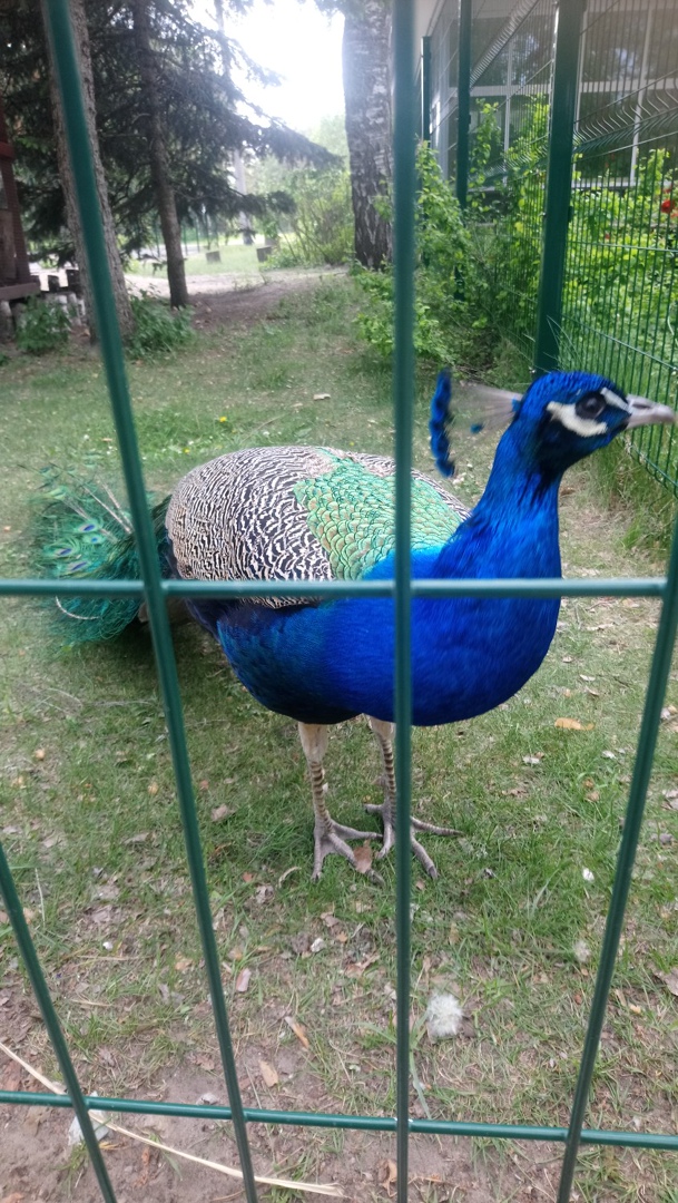 Татьяна Коваленко | Стародуб