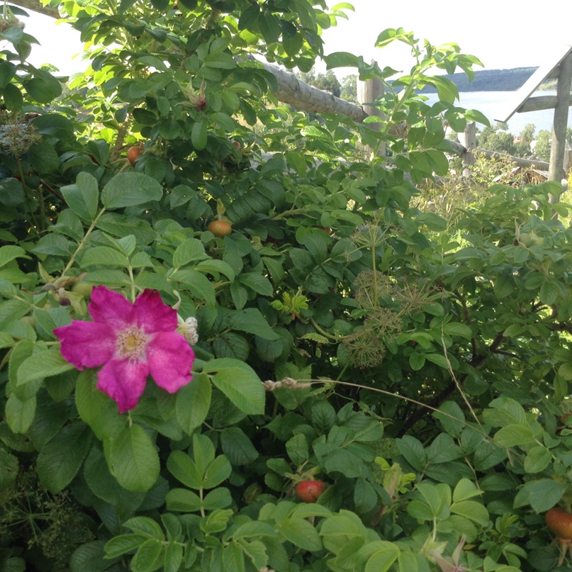 Наталия Боровкова | Иваново