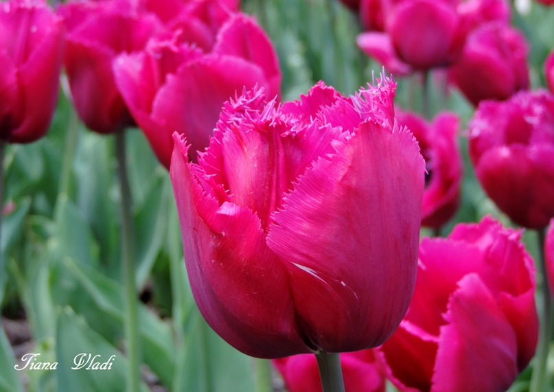 Татьяна Будаева | Севастополь