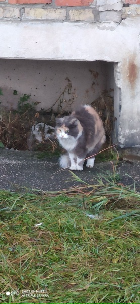 Чья потеряшка? Под балконом 21дома в 6 микрорайоне.