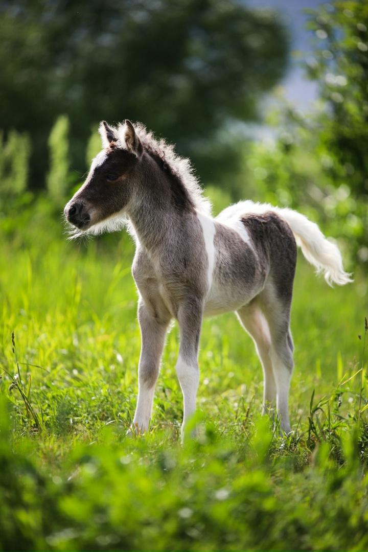 Диана Агафонова | Владимир