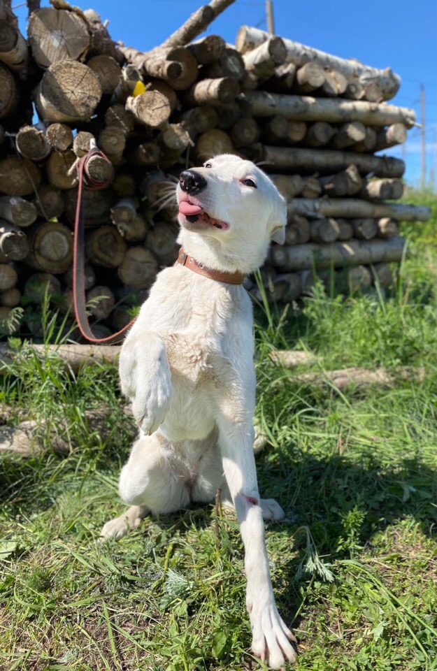 ПЕППИ
Я очень хочу стать домашней собакой.