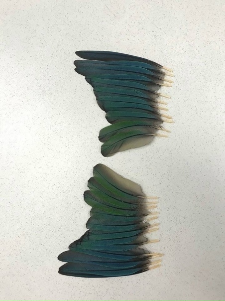 🦅 Это несчастное существо не могло летать, но затем ему дали новые крылья!
