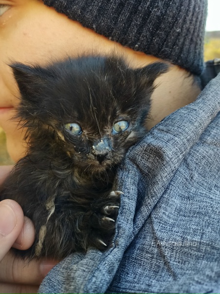 #Безкота_доброНашли в кустах, заваленных мусором....