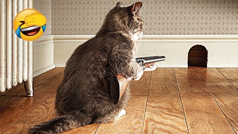 Videos De Risa De Animales 2023 Perros y Gatos Chistosos Videos De Animales