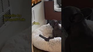 Is Your Dog Into a Bollywood (shorts)