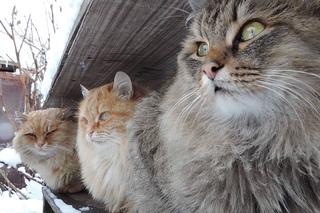 Siberian farm cats, Snowfall,Сибирские кошки, Снегопад,Tyoma, Solnyshko (Sunny), Pooh ,