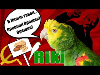 Попугаи амазон Рики поет песню про Ленина и митингует!