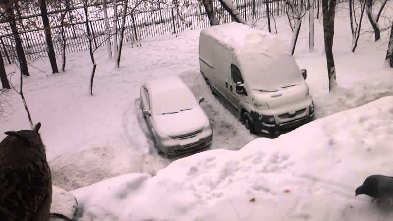 К филину Ёлке в гости пришли голуби. Pigeons came to visit the Eagle