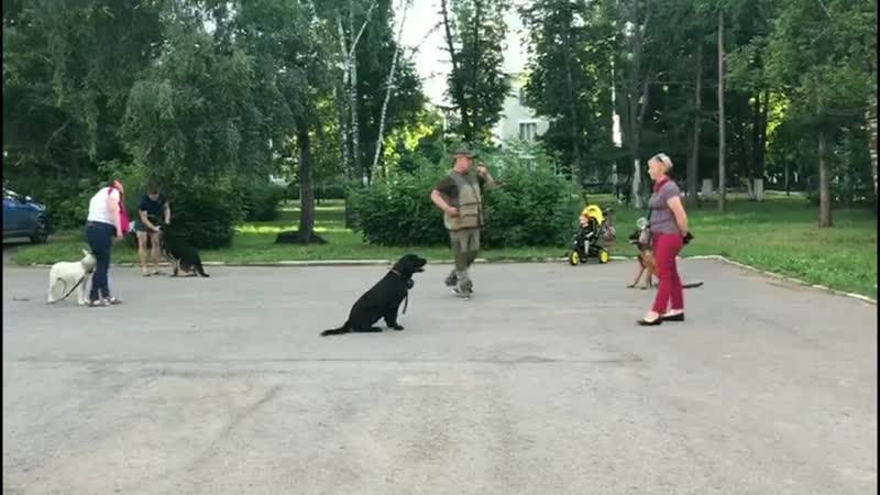 Малинуа Голди, Жанн; НО Сандра; Бультерьер Вольф; Лабрадор