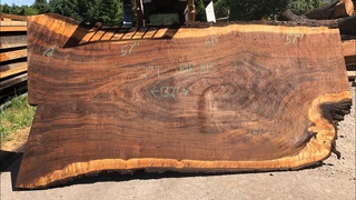Milling giant Figured black walnut Log Into huge Slabs