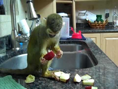 Pet squirrel Monkey Drying