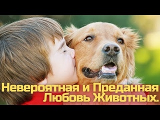 Невероятная и Преданная Любовь Животных.