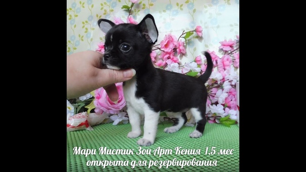 ПРОДАНА МАРИ МИСТИК ЗОИ АРТ КЕНИЯ 1, 5
