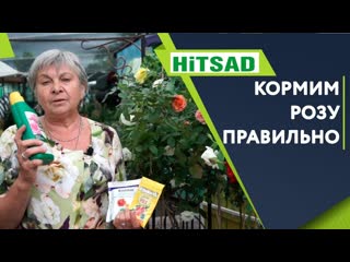 ПОДКОРМКА РОЗ  Пышная роза Летом  Советы от Хитсад ТВ