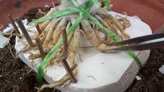 Wonderful Radial Root Treatment of an Adenium Plant